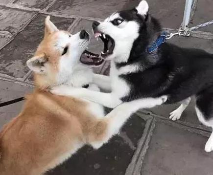 脾气"暴躁"的几种狗,动不动就想打架,你敢养吗?