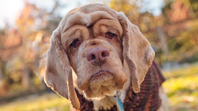 狗狗几岁会被当作 老年犬 出现这7个特征 说明它老了 腾讯新闻