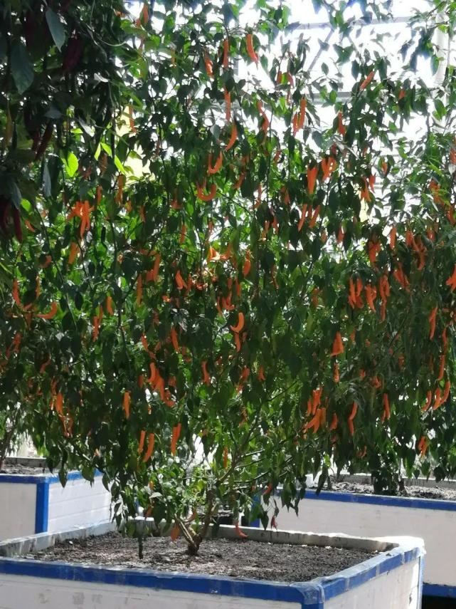 据说这棵辣椒树一年最多结辣椒上千个,即使天天吃辣椒,也吃不完啊!