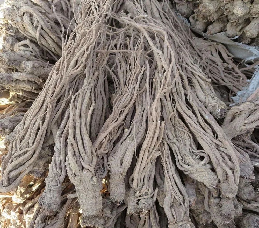 被称为血家圣药的当归原来是这么种植和制作的