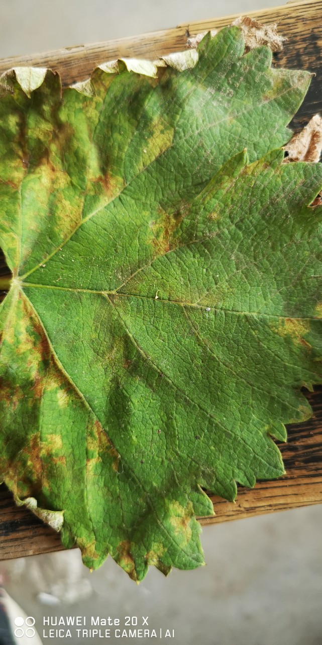 霜霉病?白粉病?傻傻分不清楚?如何准确防治霜霉病