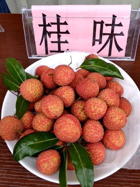 麻垌荔枝甜动盛夏