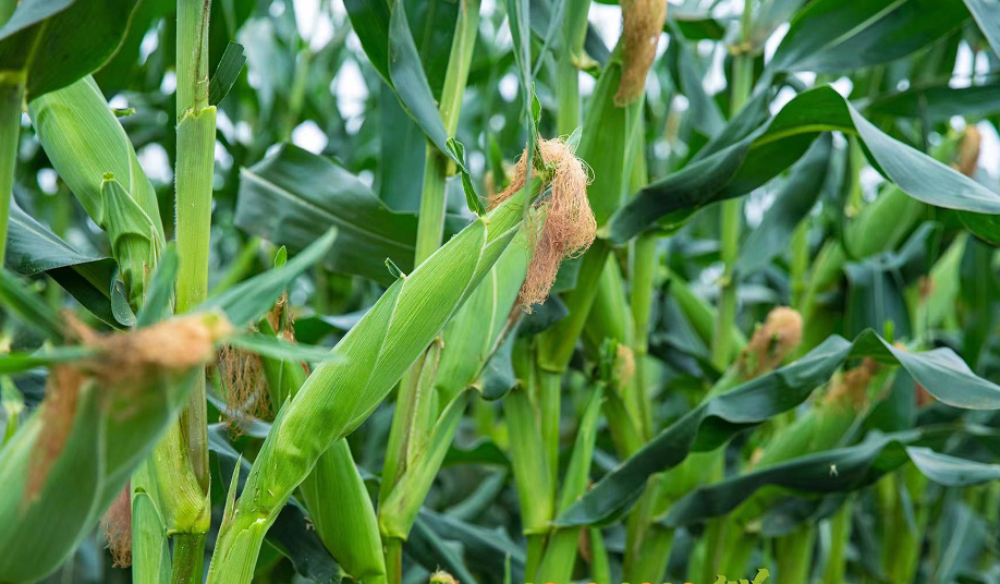 围观丨快来天府现代种业园采摘鲜食玉米啦!