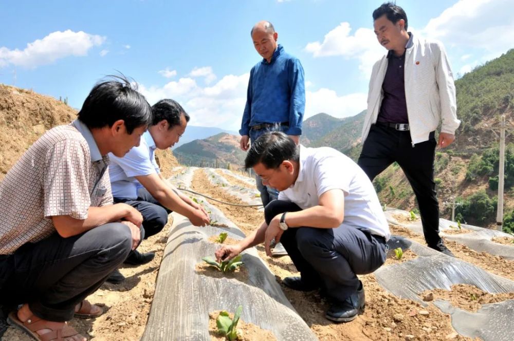 5月31日杨书记深入金棉乡调研烤烟种植情况 王正宁 摄突袭,有时候就是