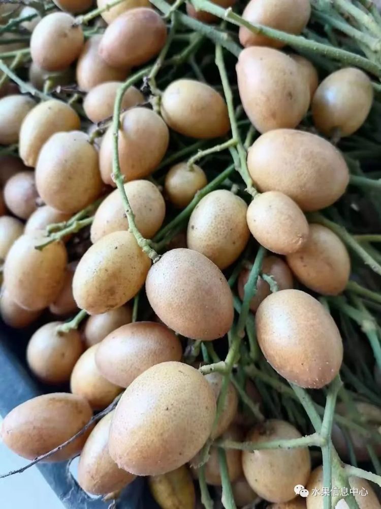 网红小众水果黄皮上市,一份中国黄皮主要产地地图!