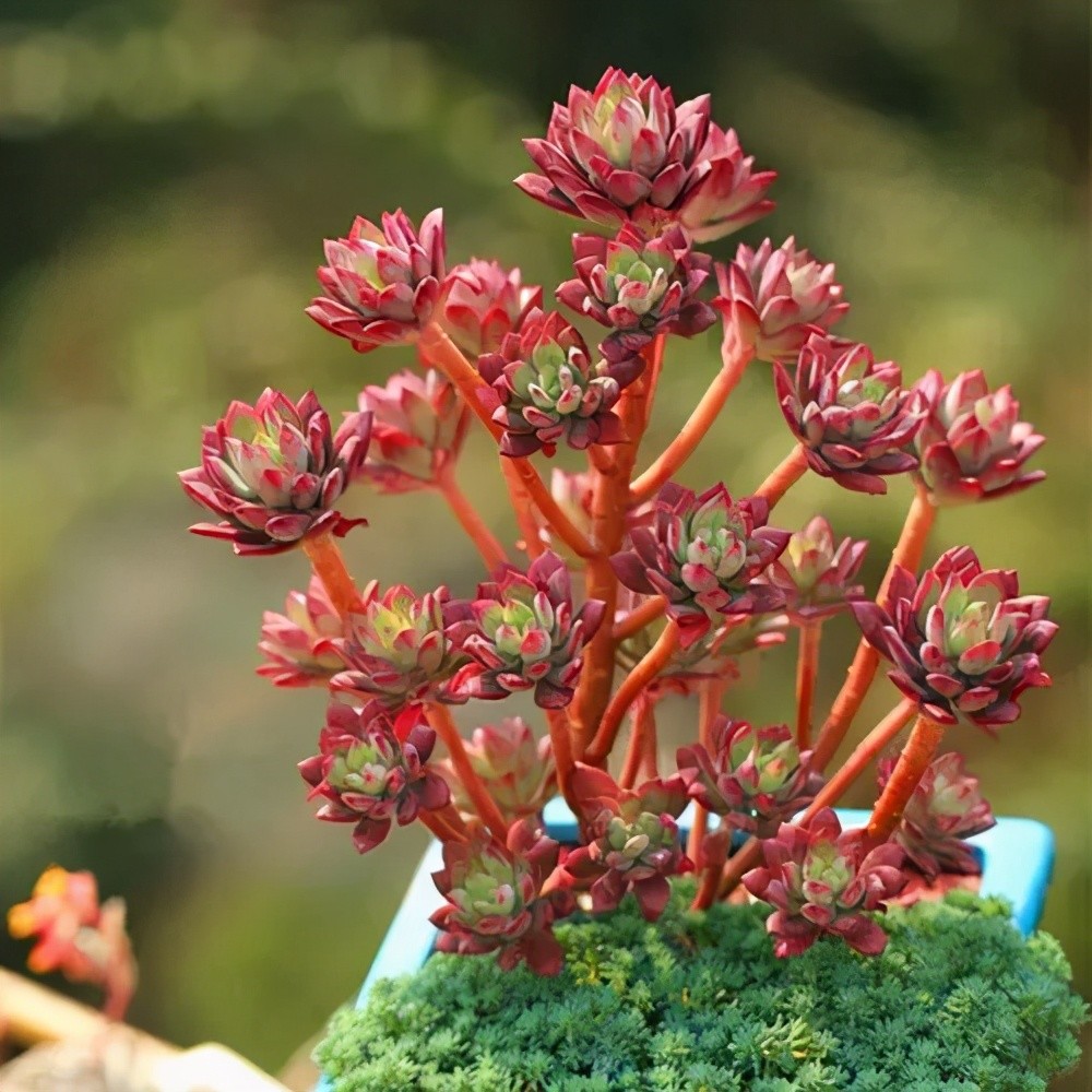 夏天养盆红稚莲安全度夏四季红艳艳养成群生小老桩