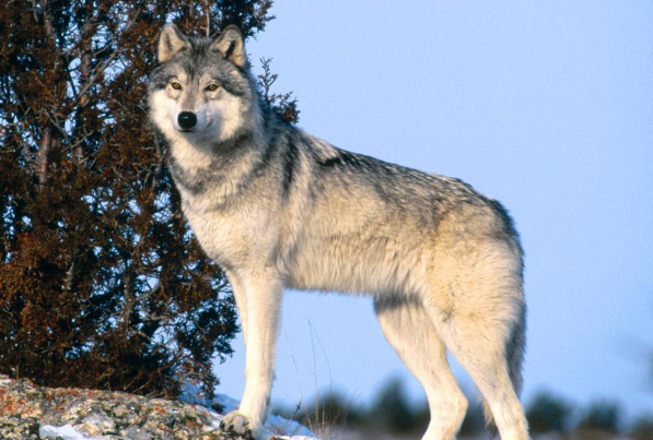 心理测试:你觉得哪条狼是狼王,测出你这辈子能不能出人头地!