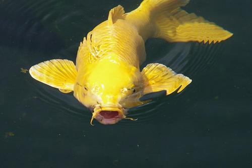 黄鲤产地在哪如何挑选优质黄鲤