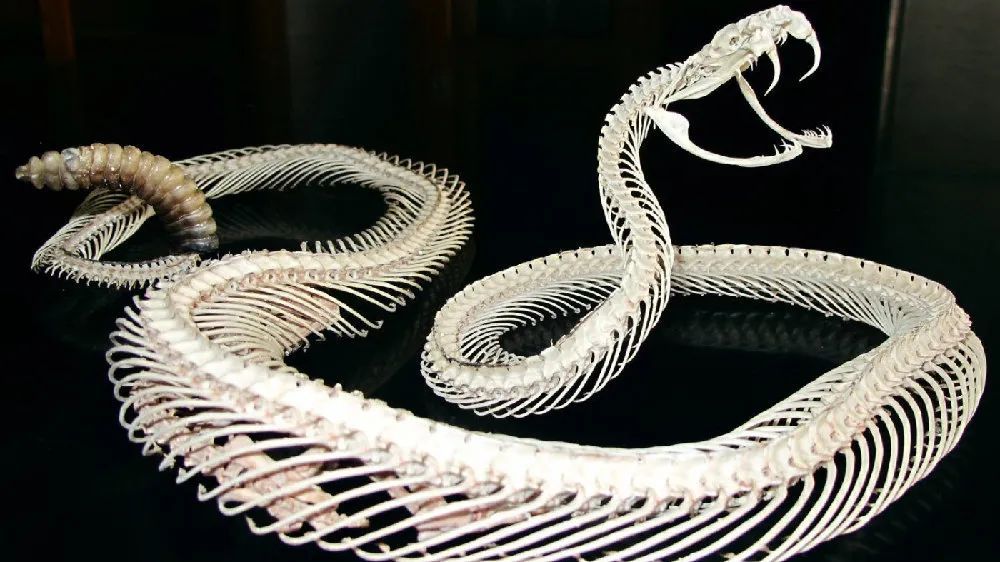 四川出现"网红蛇",每天准点出来晒太阳,被数百人围观也不怕