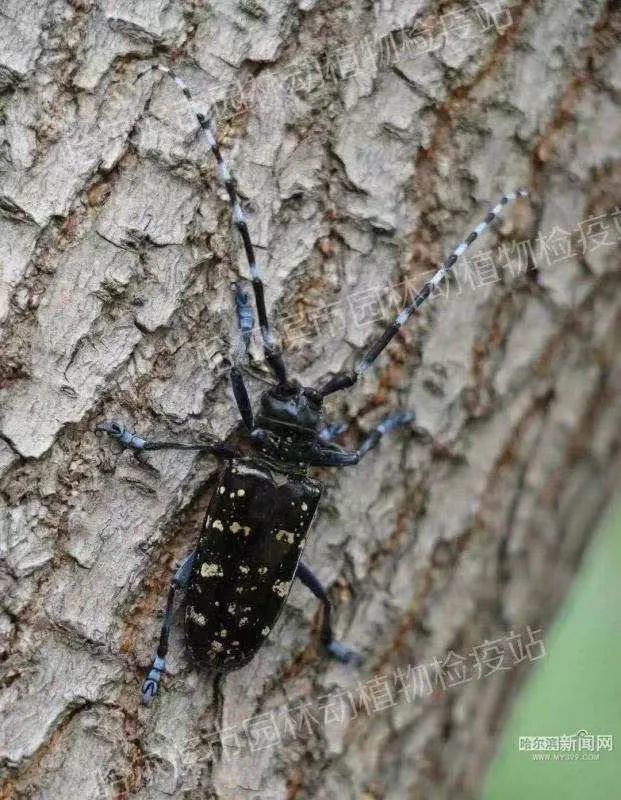 光肩星天牛出来了,园林部门开始防治大树"头号杀手"