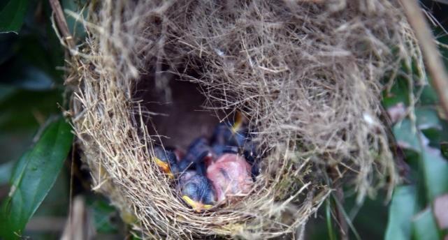 成千上万只老鼠从天而降澳大利亚的鼠患有多可怕