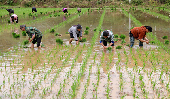 连云港314万亩水稻栽插结束各地要认真抓好秧田管理