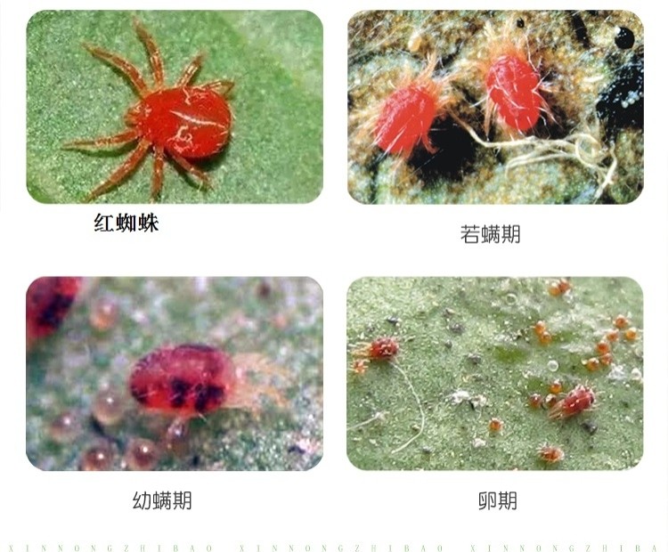 夏季治红蜘蛛,不加杀卵剂,用啥药都白搭,那螨虫杀卵剂有哪些?