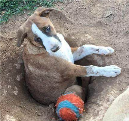 这货被网友封为史上最笨的狗,简直要被它蠢哭