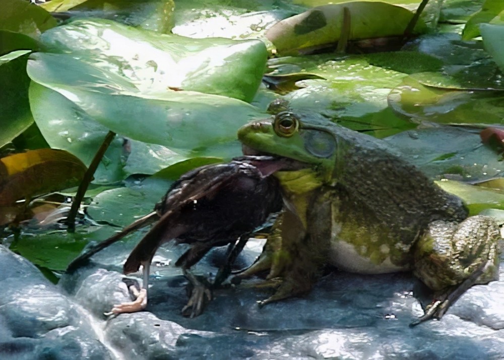 那些外来入侵物种真的被吃货制裁了吗?_腾讯新闻