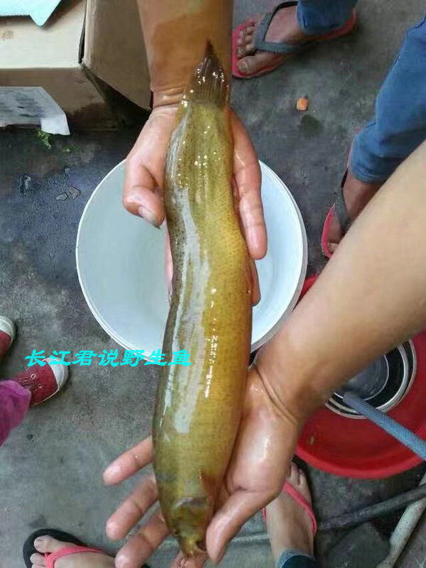 泥鰍在一般人的印象裡,是一種個頭較小的水族,一般同餐條魚,馬口魚等