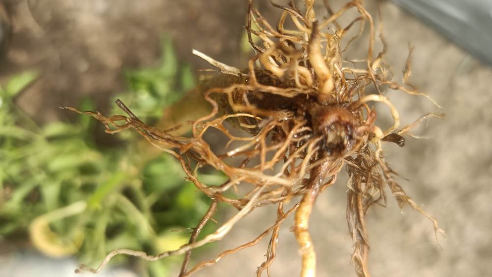 这种辣椒根部是得了什么病,应该用什么药比较好