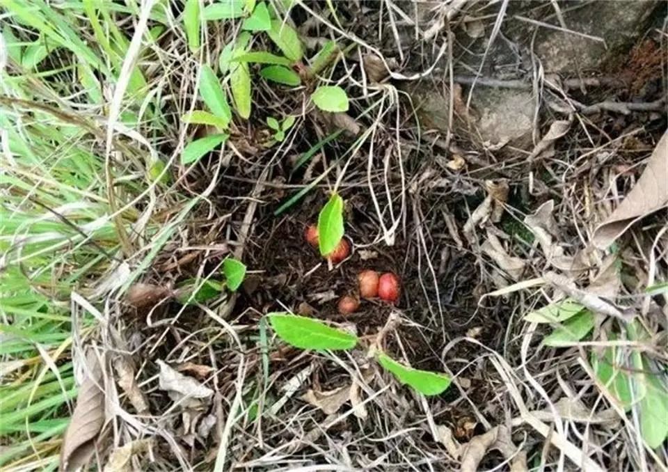 遂宁农村常见的这种野果,以前满山都是!现100元/斤!