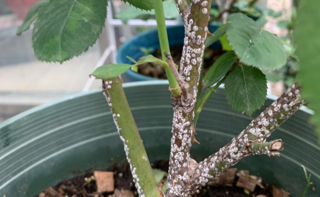 月季常爆发这3种虫害,早做准备,对症下药,轻松卸去烦恼