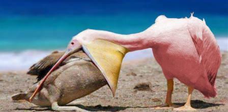 动物界的广东人鹈鹕:"只要能吞下,没有我们不爱吃的"