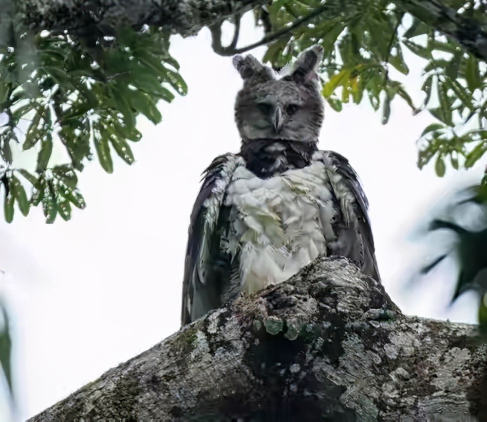 角雕的正脸看着还带着些呆萌的气息,再看看下面角雕的侧脸,实打实的"