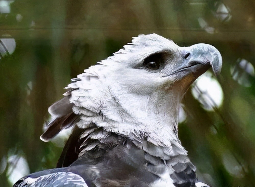 角雕:猛禽一哥,双爪握力高达358斤,比狮虎还要锋利