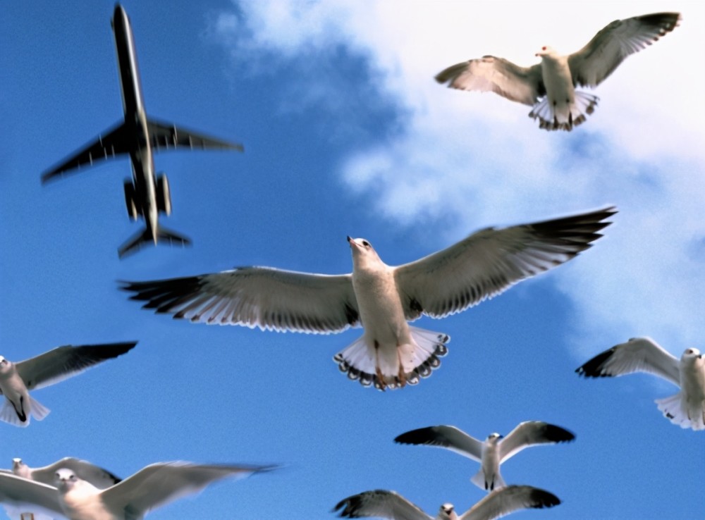 飞鸟成为客机杀手每年让美国损失6亿美元机场都怕它们