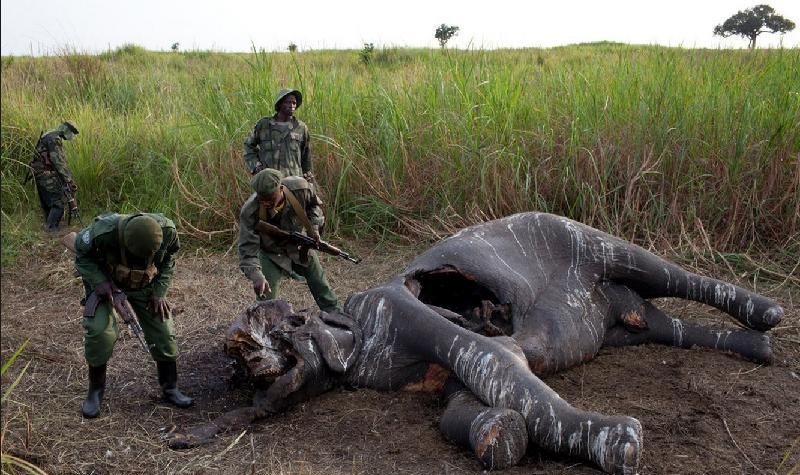一屁股坐死?寻仇杀害数百人?盘点5个恐怖的动物反杀偷猎者事件_腾讯新