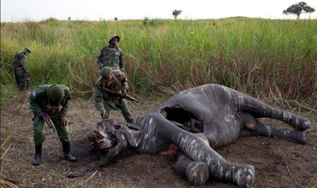 一屁股坐死寻仇杀害数百人盘点5个恐怖的动物反杀偷猎者事件