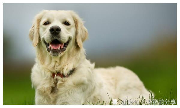 狗狗狗的一生运势,特别是70年戌狗人,