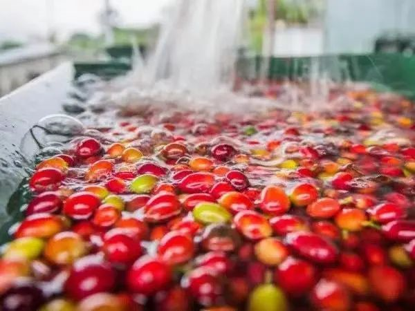 k72水洗处理法过程:采收咖啡樱桃去皮发酵,发酵24小时后,用水清洗干净