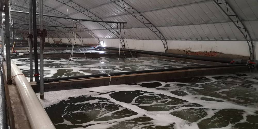 现在随着养殖技术的发展,提高水体的增氧,有助于提高鳗鱼养殖密度