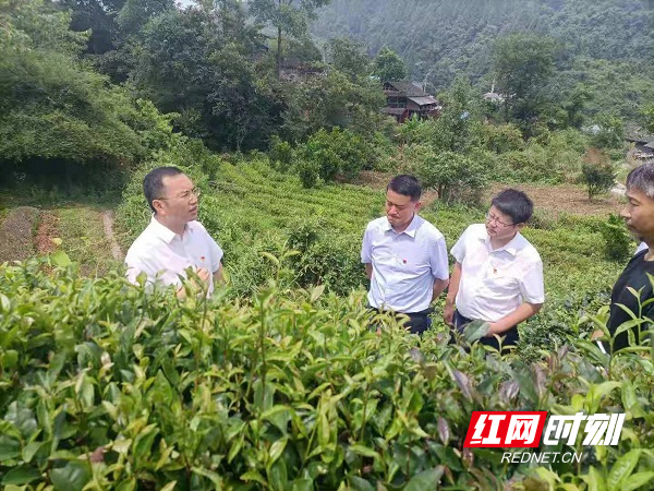 古丈县:陈瑞到山枣村调研指导乡村振兴工作