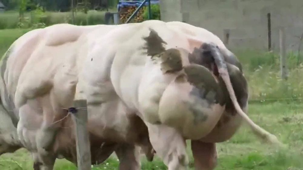 魔鬼筋肉牛:人类改造出来的怪物,世界上最强壮的牛,你敢吃吗?