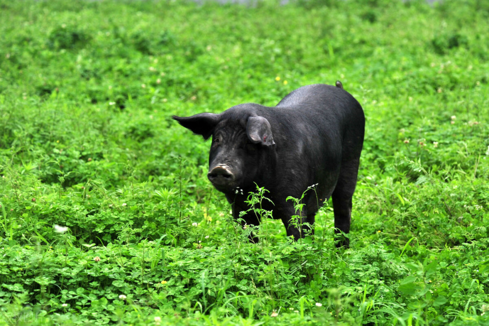 洋猪入侵中国,中国养殖9000年的本土黑猪,如今陷入灭绝危机