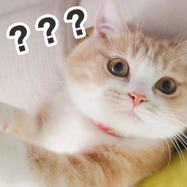 猫咪身上的15个小秘密 养猫多年的你 未必知道 猫咪