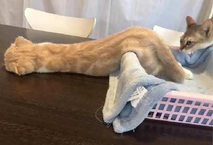 猫咪身上的15个小秘密 养猫多年的你 未必知道