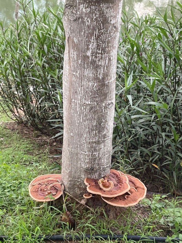 南方校园树杆上长出大量灵芝质地坚硬品相良好比手掌大