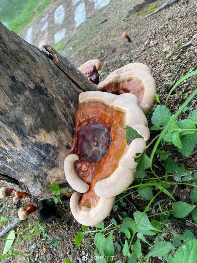 南方校园树杆上长出大量灵芝质地坚硬品相良好比手掌大