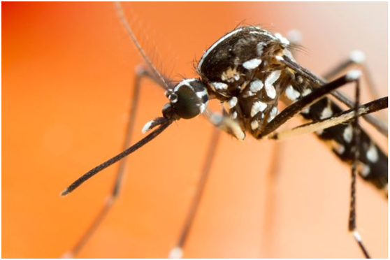 有一种"花蚊子",被咬不仅奇痒无比,更有可能传染致命疾病.