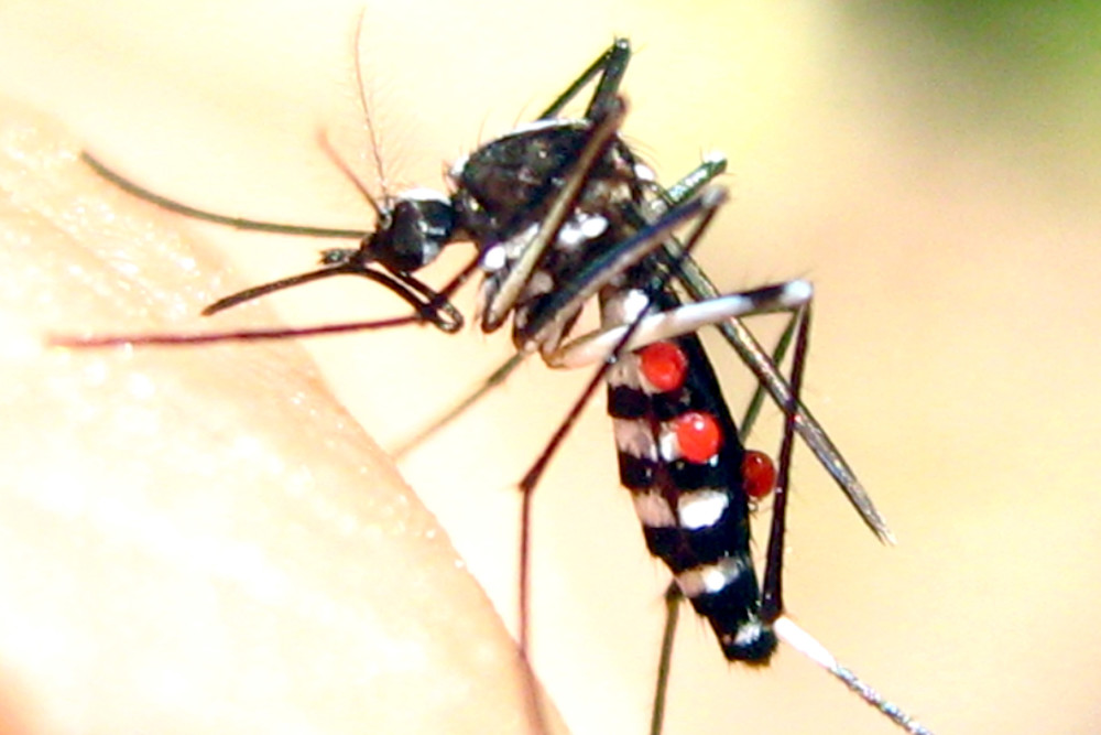 致命亚洲虎蚊入侵,携带多种病毒,或引发英国瘟疫_腾讯新闻