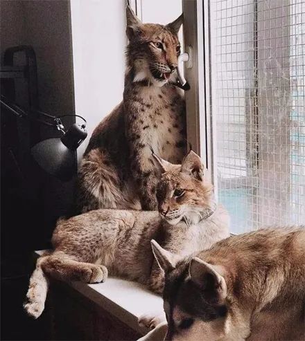 小猞猁获救后,被一群二哈带大,网友看后傻眼:成功被带偏了!