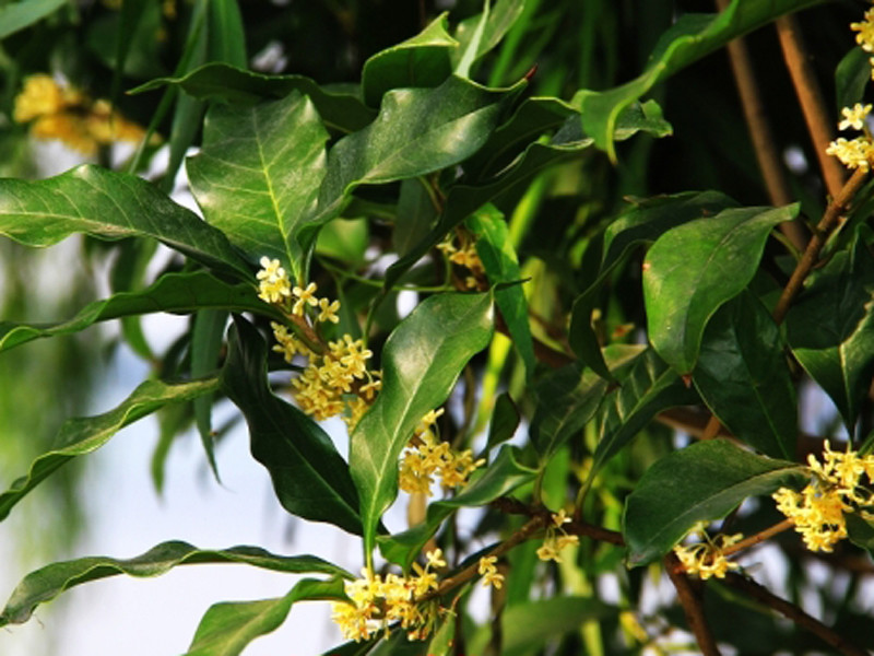 7月份养桂花,3点很重要,做好后秋季开花多又香