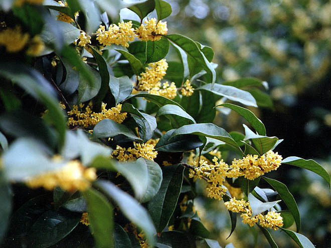 7月份养桂花,3点很重要,做好后秋季开花多又香