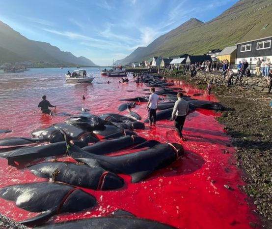 现实版尸山血海!渔民含笑屠杀175头领航鲸,鲜血红透整个海湾