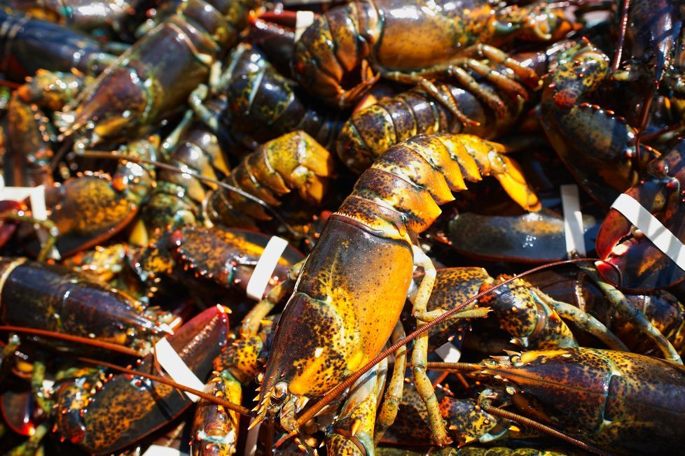 奇葩!美国男子深夜潜入海鲜市场对龙虾"下黑手",原因竟是这个