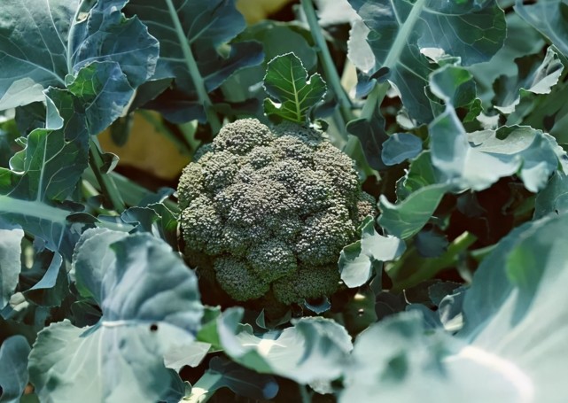 吃西蘭花可以補鈣內科醫生這3種食物要少吃易缺鈣傷脾胃