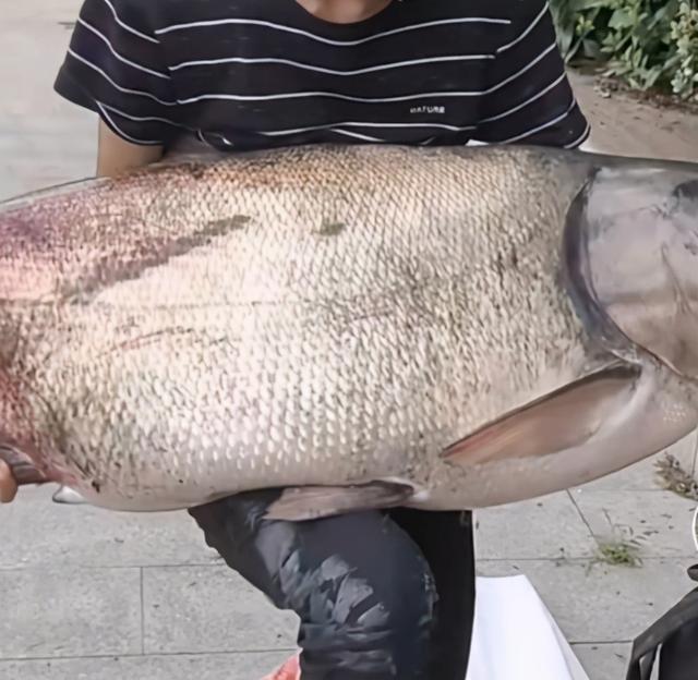四川男子钓上罕见鳙鱼鱼嘴有簸箕大抱着很吃力