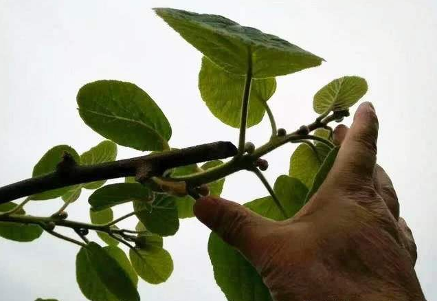 7月猕猴桃长梢冒条好不好到底是疏还是留这次清楚了