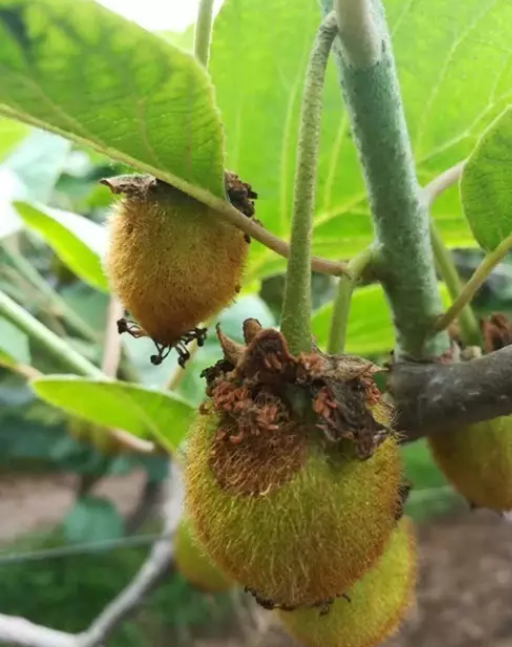猕猴桃果内形成空腔还容易腐烂都是这个病在捣鬼